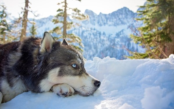 Animal Husky Dogs Dog Winter Snow Resting HD Wallpaper | Background Image