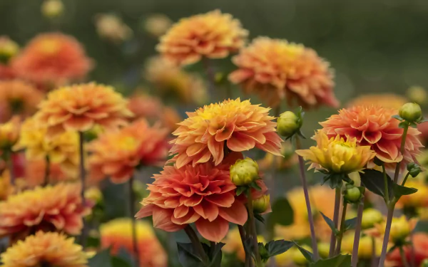 peach flower flower nature dahlia HD Desktop Wallpaper | Background Image