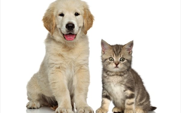 Animal Cat & Dog Dog Cat Puppy Kitten Cute Baby Animal Golden Retriever HD Wallpaper | Background Image