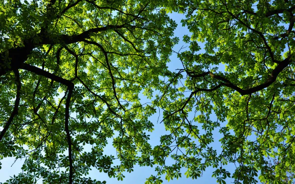  Green Tree Canopy