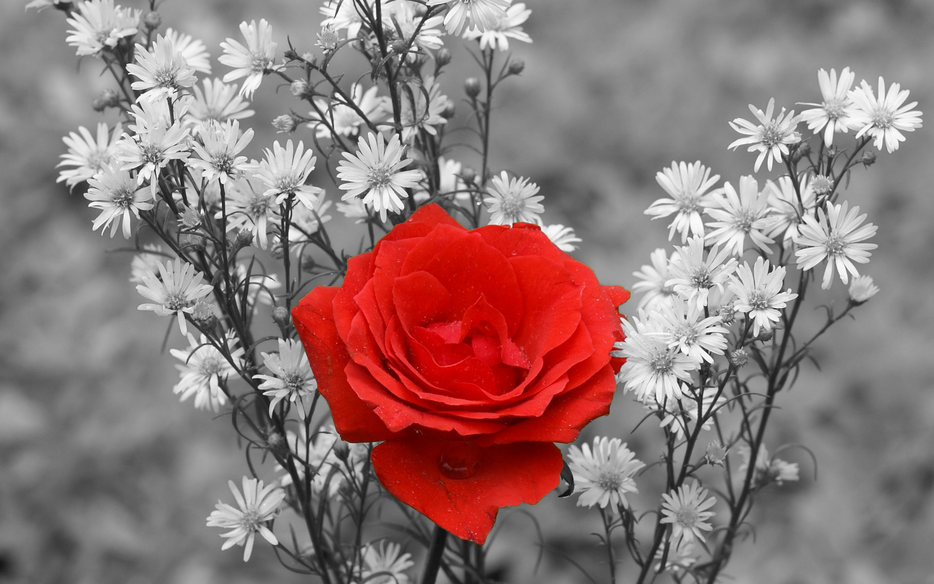 Red rose in nature with selective color