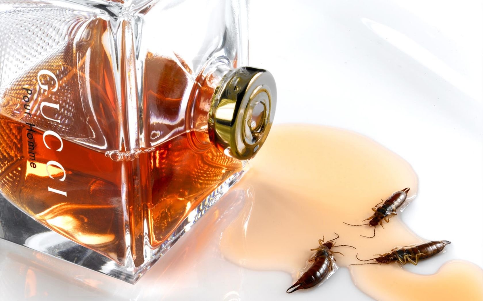 HD PC desktop wallpaper featuring a man-made Gucci bottle tipped over with spilled liquid and three cockroaches on a clean white surface.
