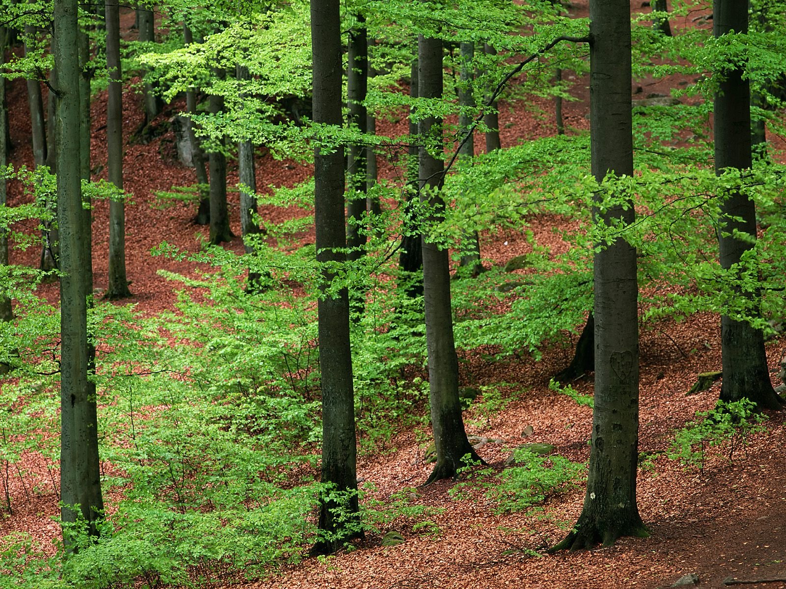 Wald Wallpaper and Hintergrund 1600x1200 ID8683 Wallpaper Abyss