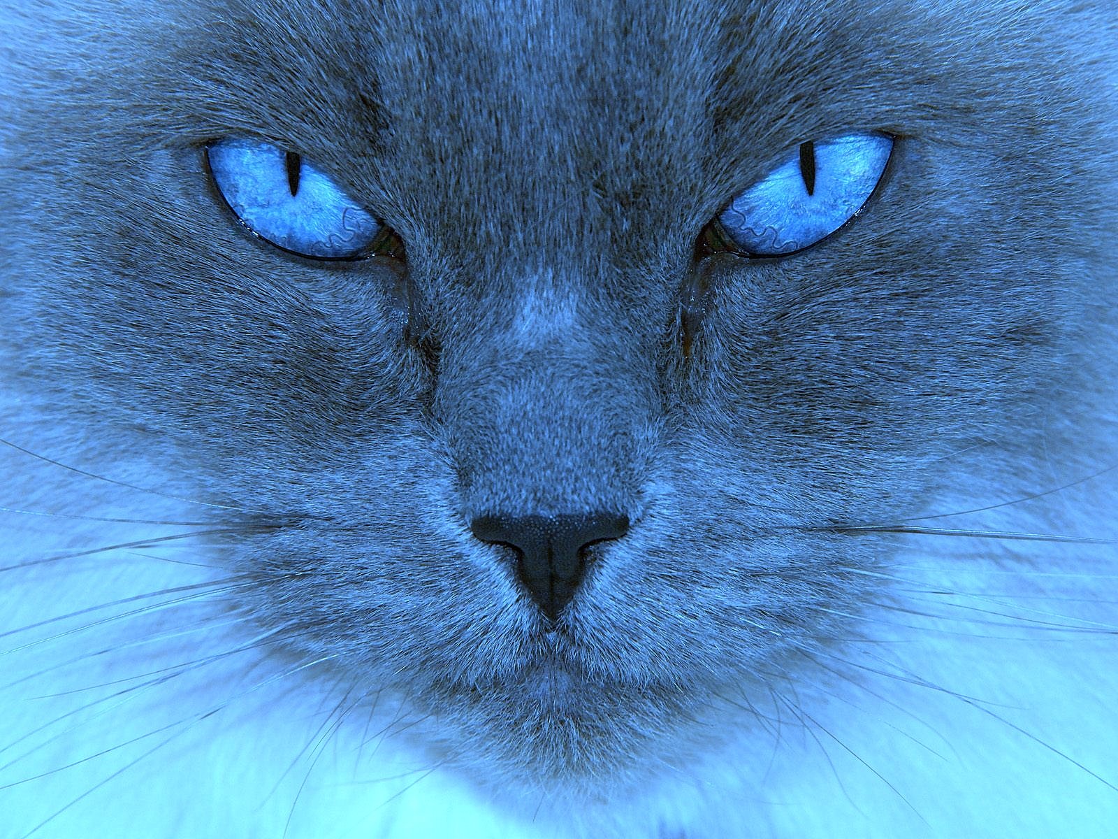 Mesmerizing Blue-Eyed Cat - HD Wallpaper 