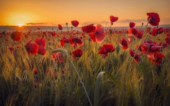 Download Red Flower Sunrise Field Summer Wheat Flower Nature Poppy PFP