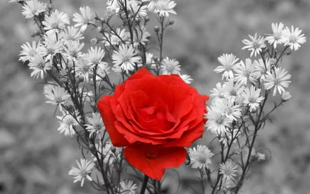A HD desktop wallpaper featuring a vivid red rose in a selective color image, surrounded by white flowers in grayscale, highlighting the beauty of nature.