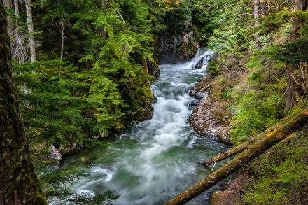  Forest Stream