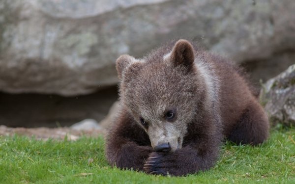 Animal Bear Bears Baby Animal Cub HD Wallpaper | Background Image