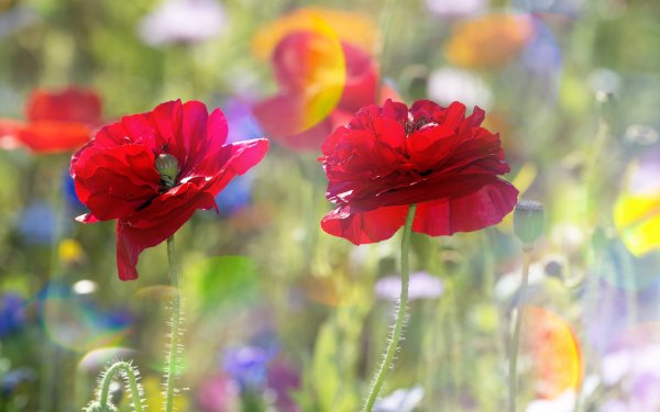 Nature Poppy Flowers Flower Red Flower Depth Of Field Summer HD Wallpaper | Background Image
