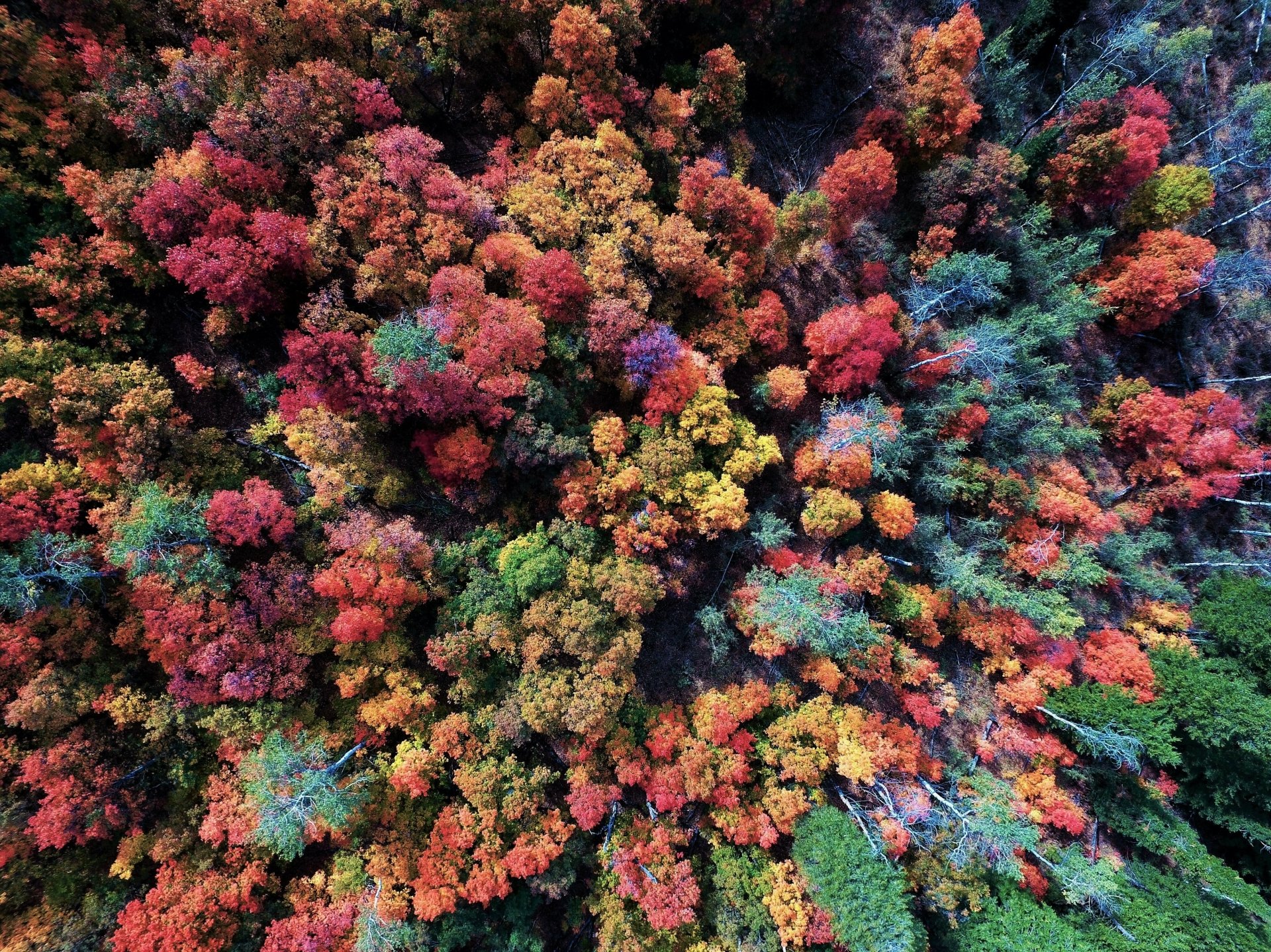 Aerial View of Autumn Forest 4k Ultra HD Wallpaper  