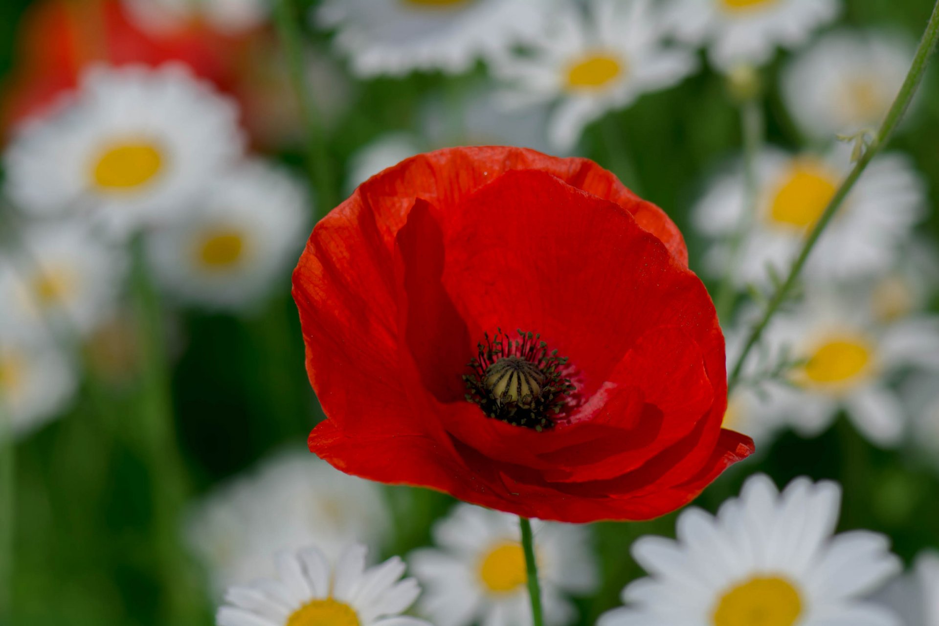 Poppy HD Wallpaper