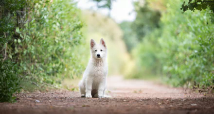 puppy baby animal depth of field dog Animal berger blanc suisse HD Desktop Wallpaper | Background Image