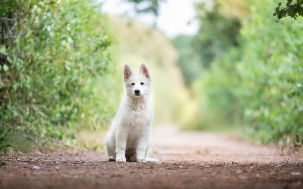 Animal Berger Blanc Suisse Dogs Dog Depth Of Field Baby Animal Puppy HD Wallpaper | Background Image