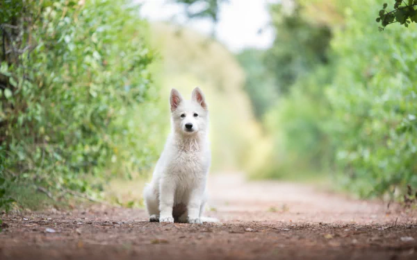 Berger Blanc Suisse puppy sits on a dirt path amid blurred green foliage; shallow depth of field, HD desktop wallpaper of a white baby dog.