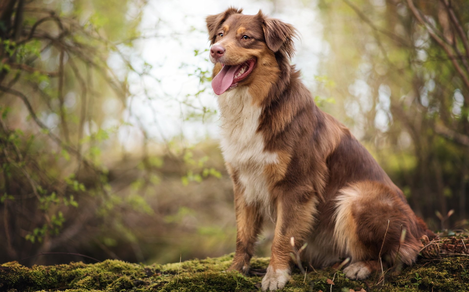 Animal Australian Shepherd HD Wallpaper by Emilia Heller