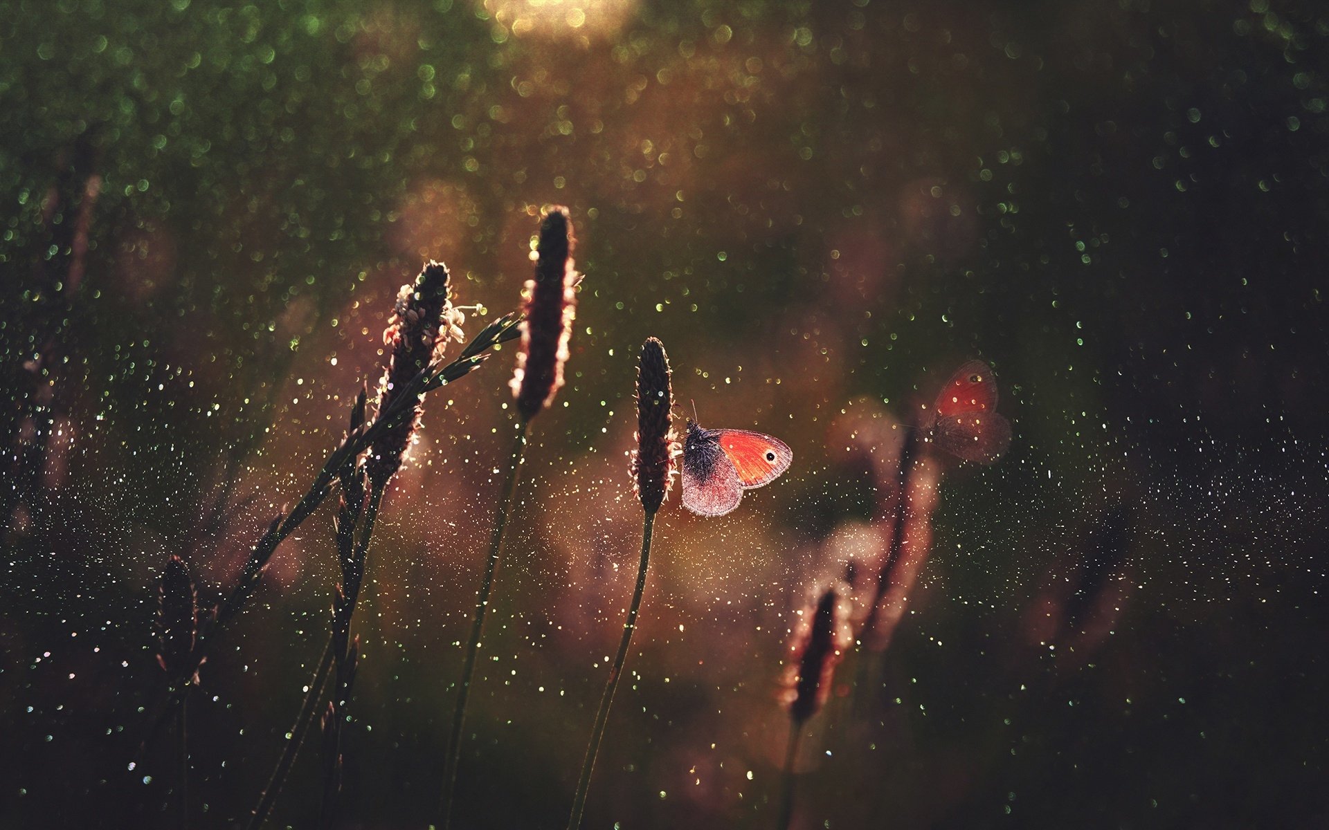 A close-up of a butterfly perched on a plant with a bokeh effect in the background, captured in high definition, making it an ideal desktop wallpaper.