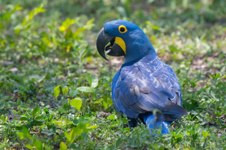 HD PC desktop wallpaper/background of a hyacinth macaw parrot bird, a blue animal with a yellow eye ring standing on green grass.
