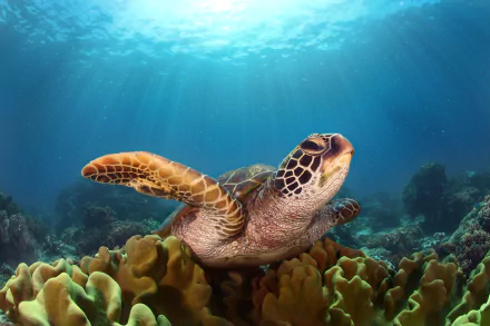 Underwater HD desktop wallpaper of a sea turtle swimming over coral with sunbeams filtering through the clear blue water.
