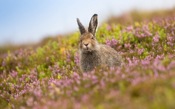 Animal Hare Rabbit Blur HD Wallpaper | Background Image