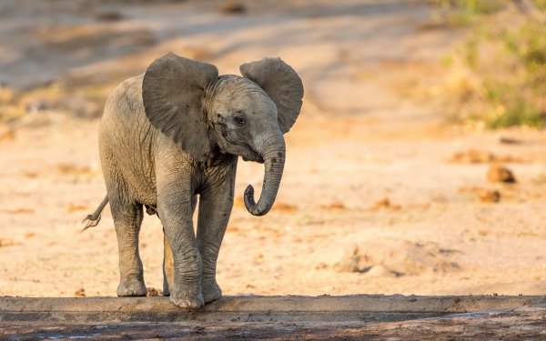 Animal African bush elephant Elephants Baby Animal HD Wallpaper | Background Image