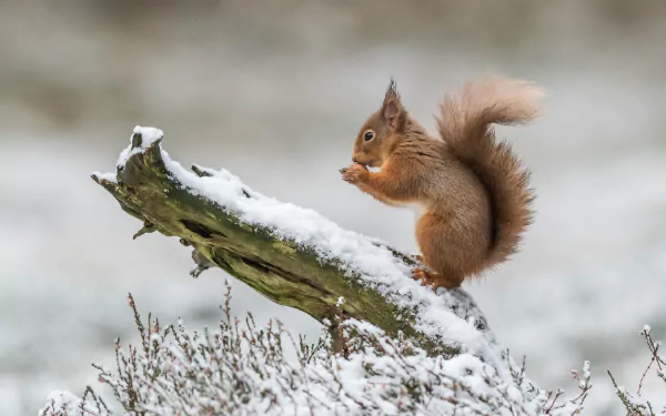  Squirrel Eating in the Snow