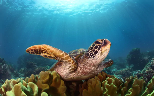 Underwater HD desktop wallpaper of a sea turtle swimming over coral with sunbeams filtering through the clear blue water.