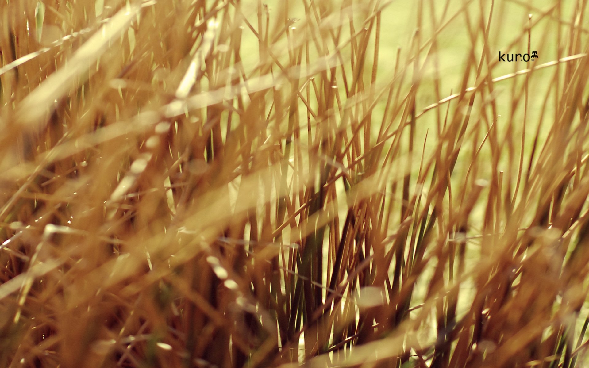 Download Nature Grass HD Wallpaper