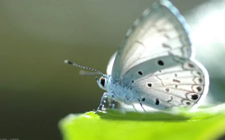 HD desktop wallpaper featuring a close-up of a delicate butterfly perched on a green leaf, with a soft, blurred background.