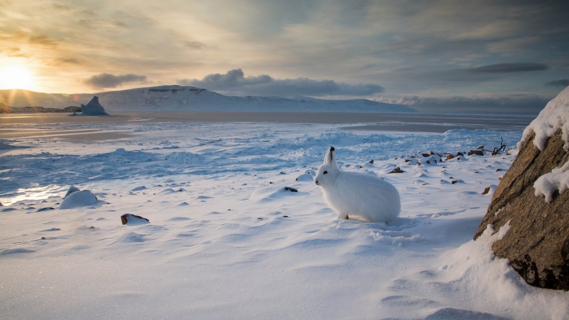 Arctic hare resting on a snowy landscape under a cloudy sky, captured in high-definition detail for a PC desktop wallpaper and background.