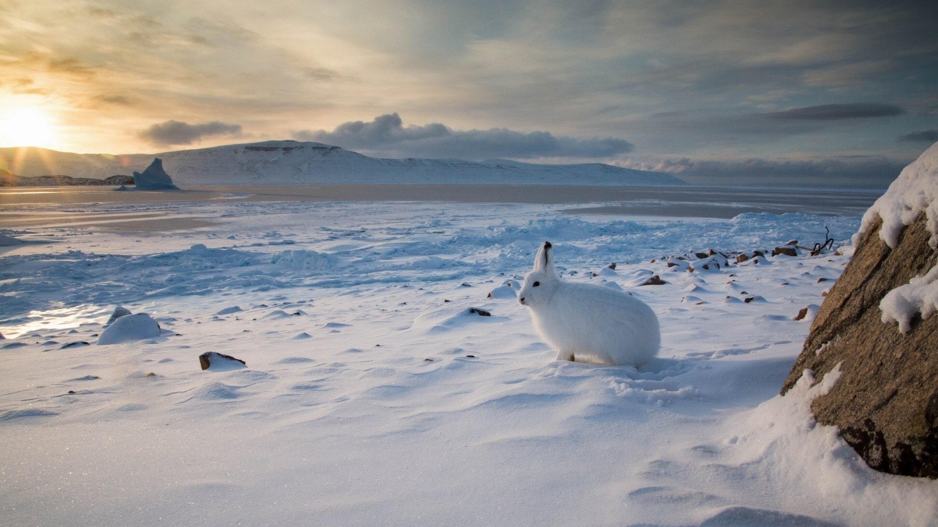 Download Hare Landscape Snow Animal Arctic Hare  HD Wallpaper