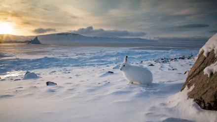 Arctic hare resting on a snowy landscape under a cloudy sky, captured in high-definition detail for a PC desktop wallpaper and background.