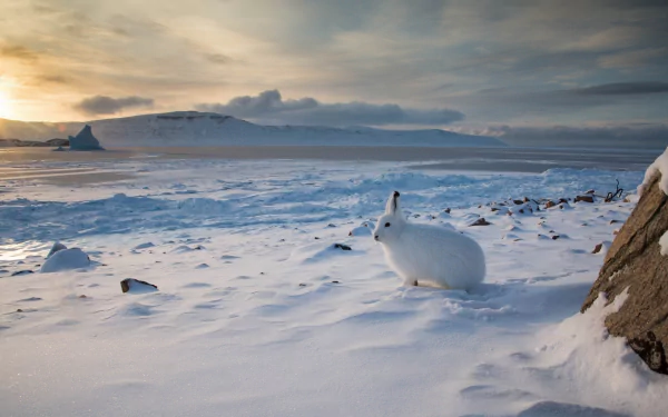 Arctic hare resting on a snowy landscape under a cloudy sky, captured in high-definition detail for a PC desktop wallpaper and background.
