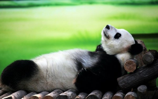 Animaux Panda Lying Down Relax Mignon Fond d'écran HD | Image