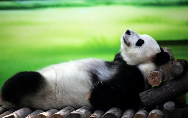 A cute panda lies relaxed on a wooden surface with a green blurred background, featured as an HD PC desktop wallpaper and background.