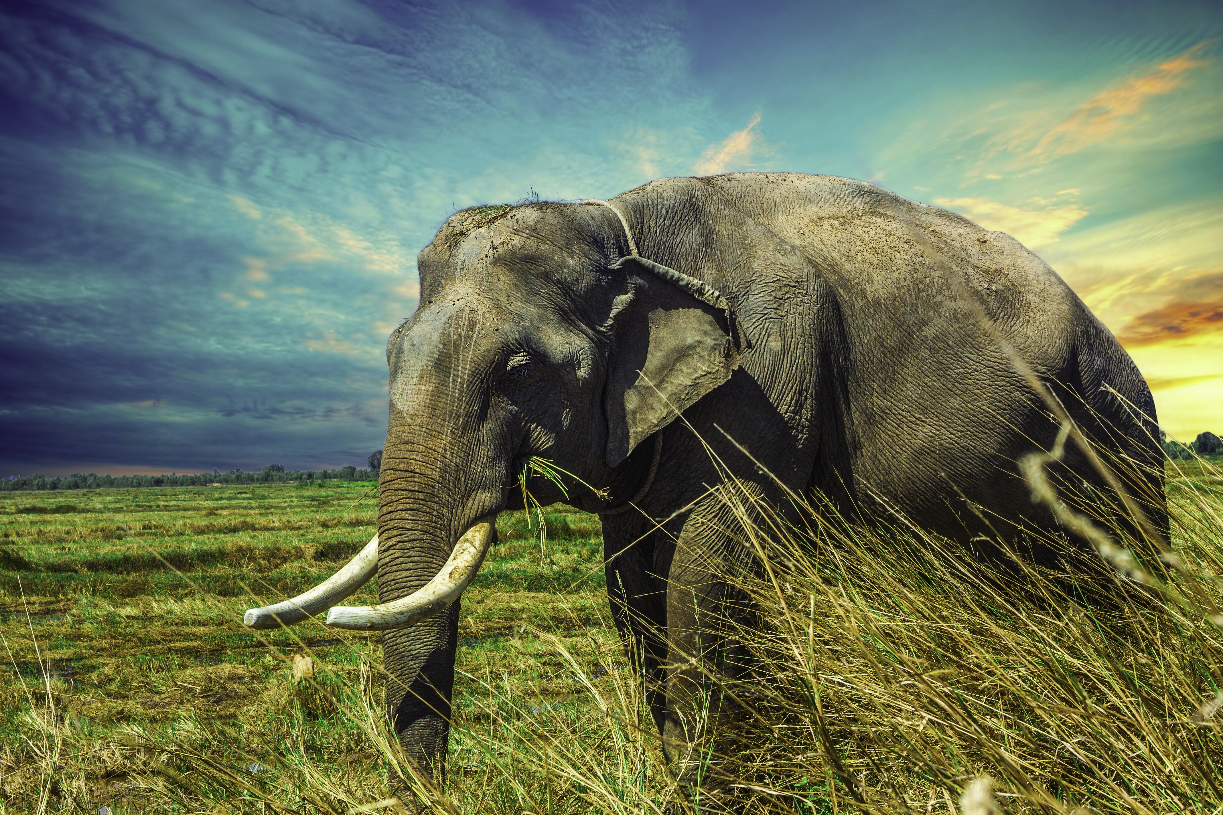 130+ Asian Elephant HD Wallpapers and Backgrounds