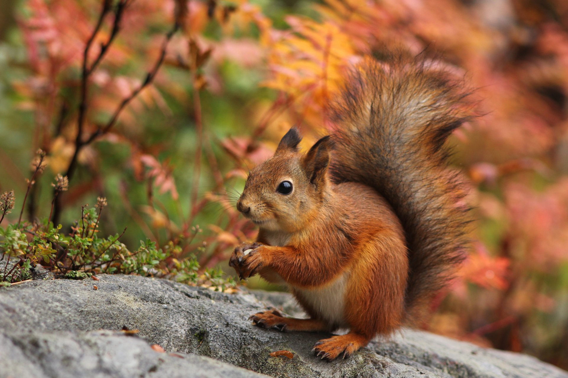 2K Quad HD PC desktop wallpaper: red squirrel (rodent, animal) perched on a rock amid autumn foliage.