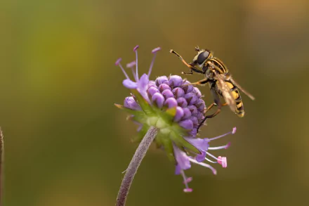  Hoverfly Sitting on a Marsh Plant by Heiko Stein