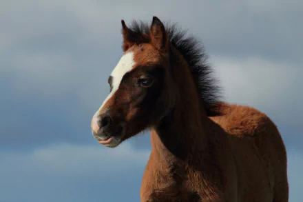 HD desktop wallpaper featuring a close-up of a baby foal horse with a blurred sky background, highlighting the beauty of this young animal.