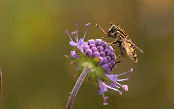  Hoverfly Sitting on a Marsh Plant by Heiko Stein