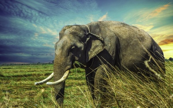 Animal Asian Elephant Elephants Thailand HD Wallpaper | Background Image