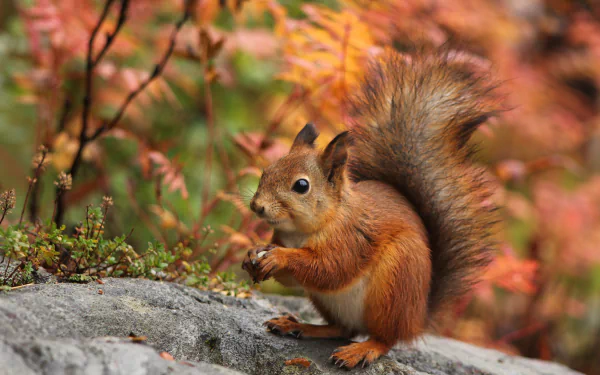 2K Quad HD PC desktop wallpaper: red squirrel (rodent, animal) perched on a rock amid autumn foliage.