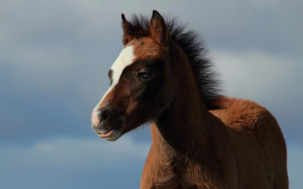 HD desktop wallpaper featuring a close-up of a baby foal horse with a blurred sky background, highlighting the beauty of this young animal.