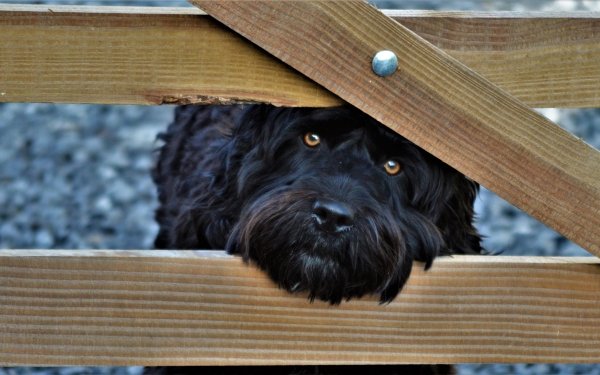 Animal Dog Dogs Stare Muzzle HD Wallpaper | Background Image