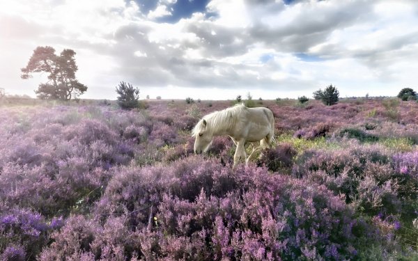 Animal Horse Nature Cloud Landscape Purple Flower HD Wallpaper | Background Image