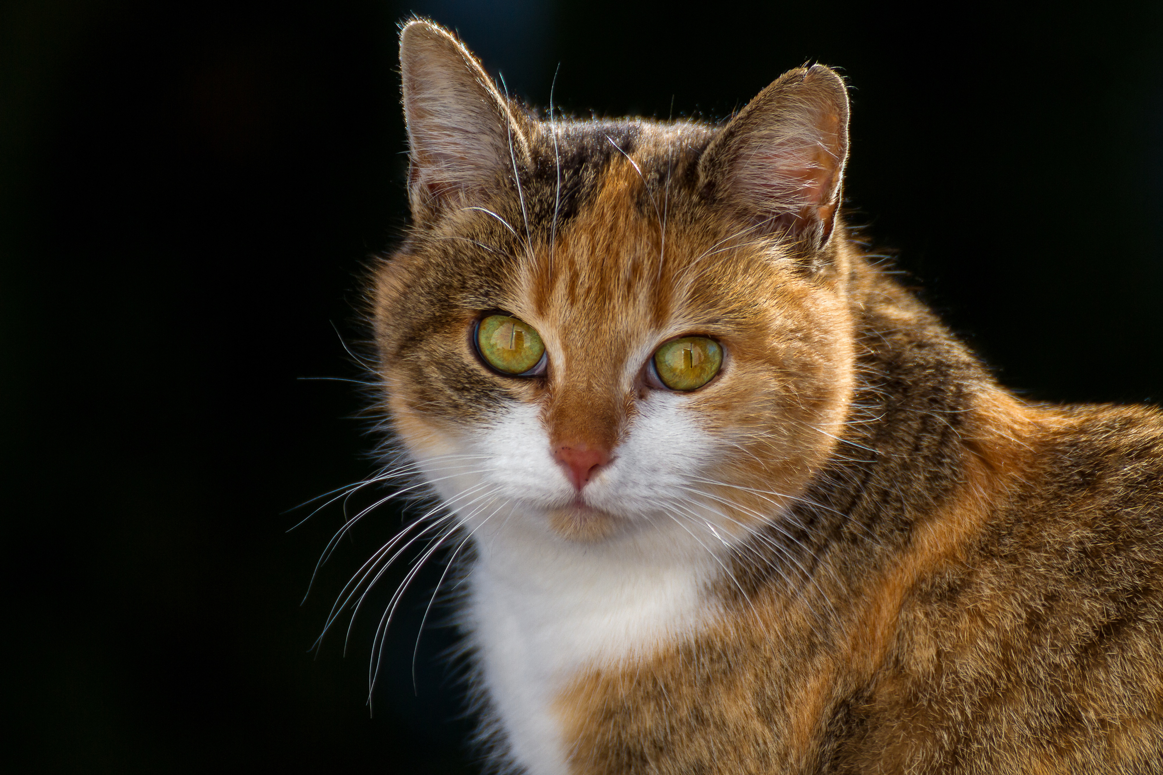 Коти представляет. Морда кота. Надменный кот. Киса фото. Кошка с надменным взглядом.