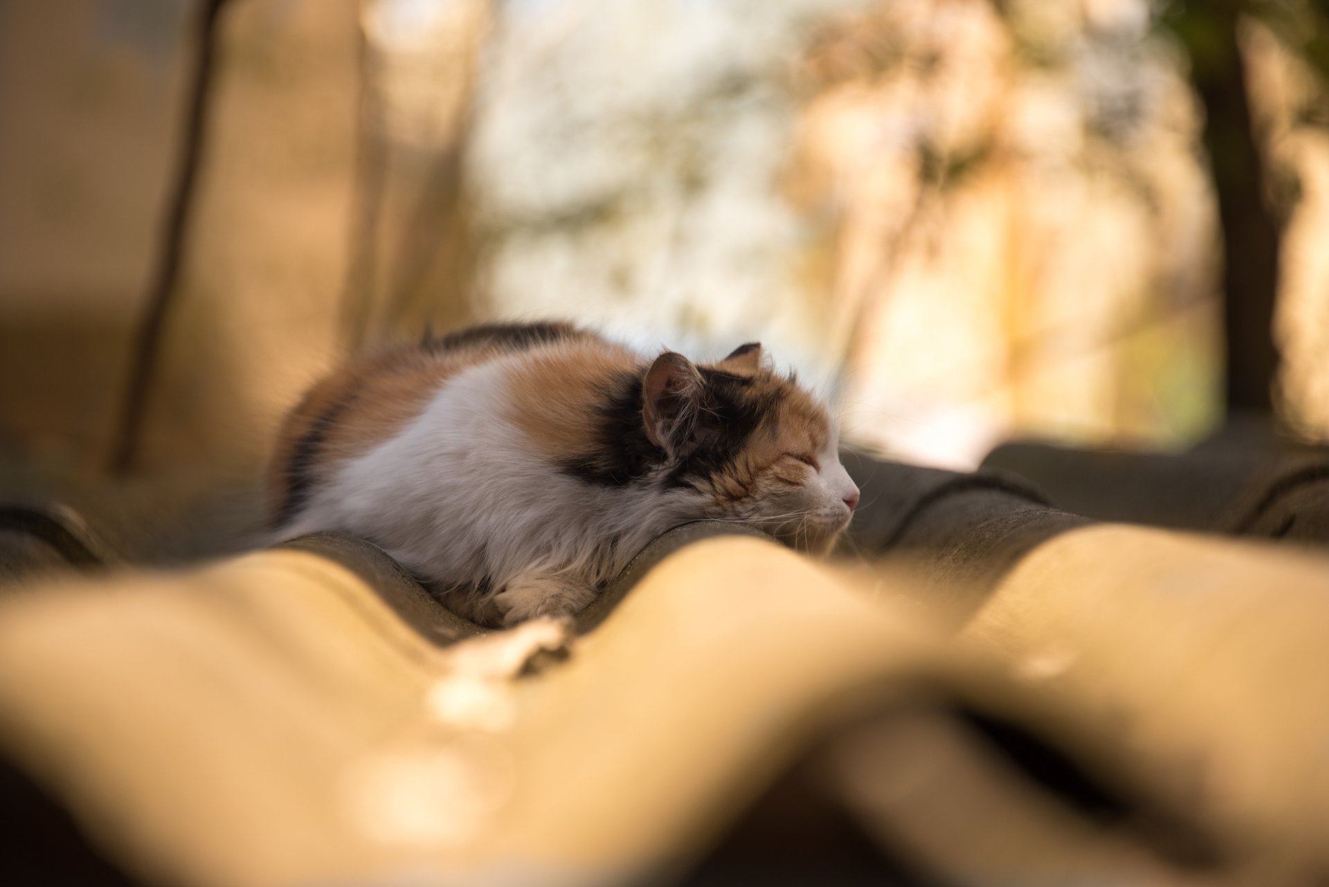 5K Ultra HD desktop wallpaper: fluffy tricolored cat sleeping on a sunlit tiled roof, shallow depth-of-field bokeh.
