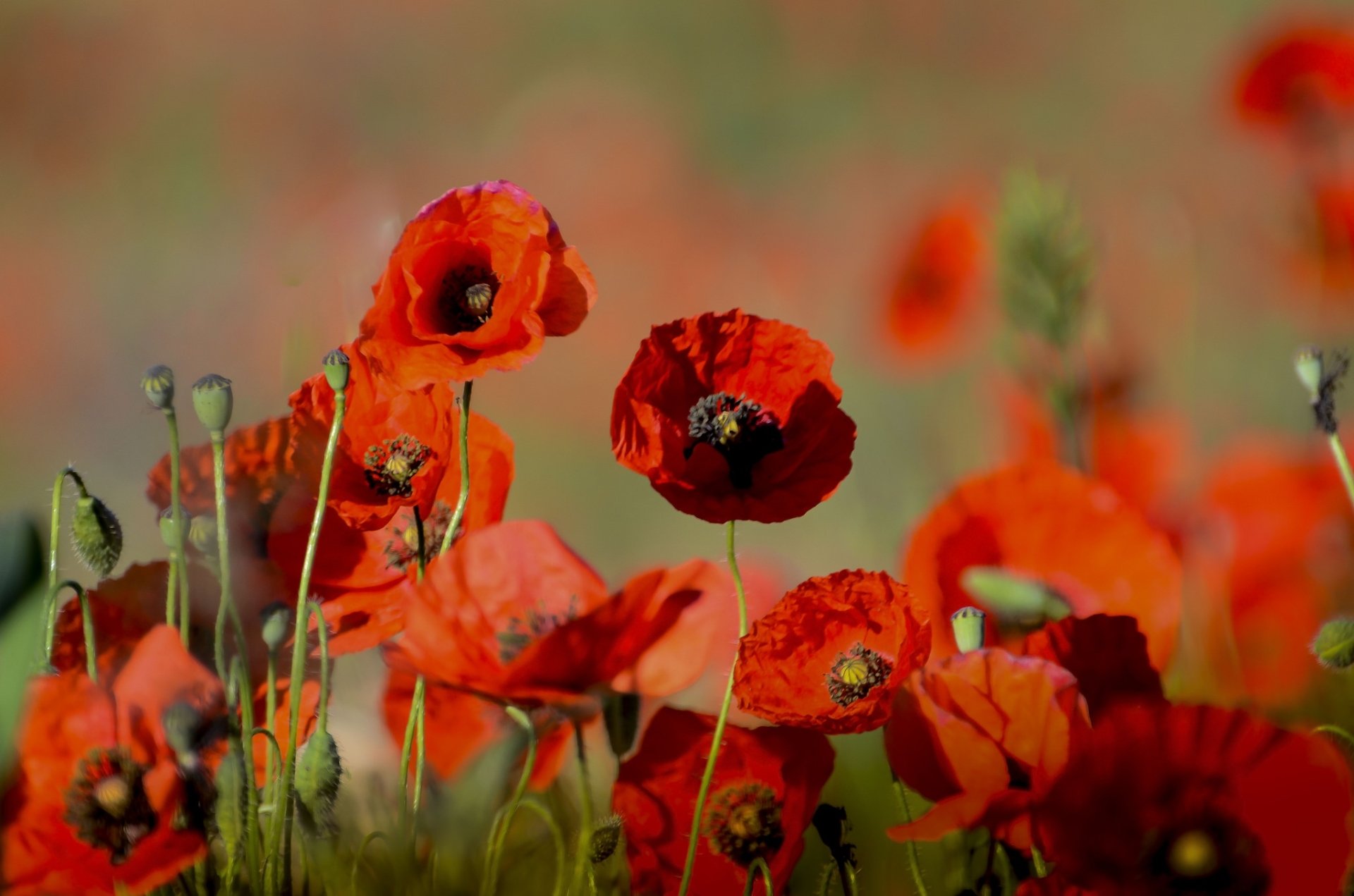 Summer Crimson Poppies — HD Nature Wallpaper | 2048x1356 | Wallpaper Abyss