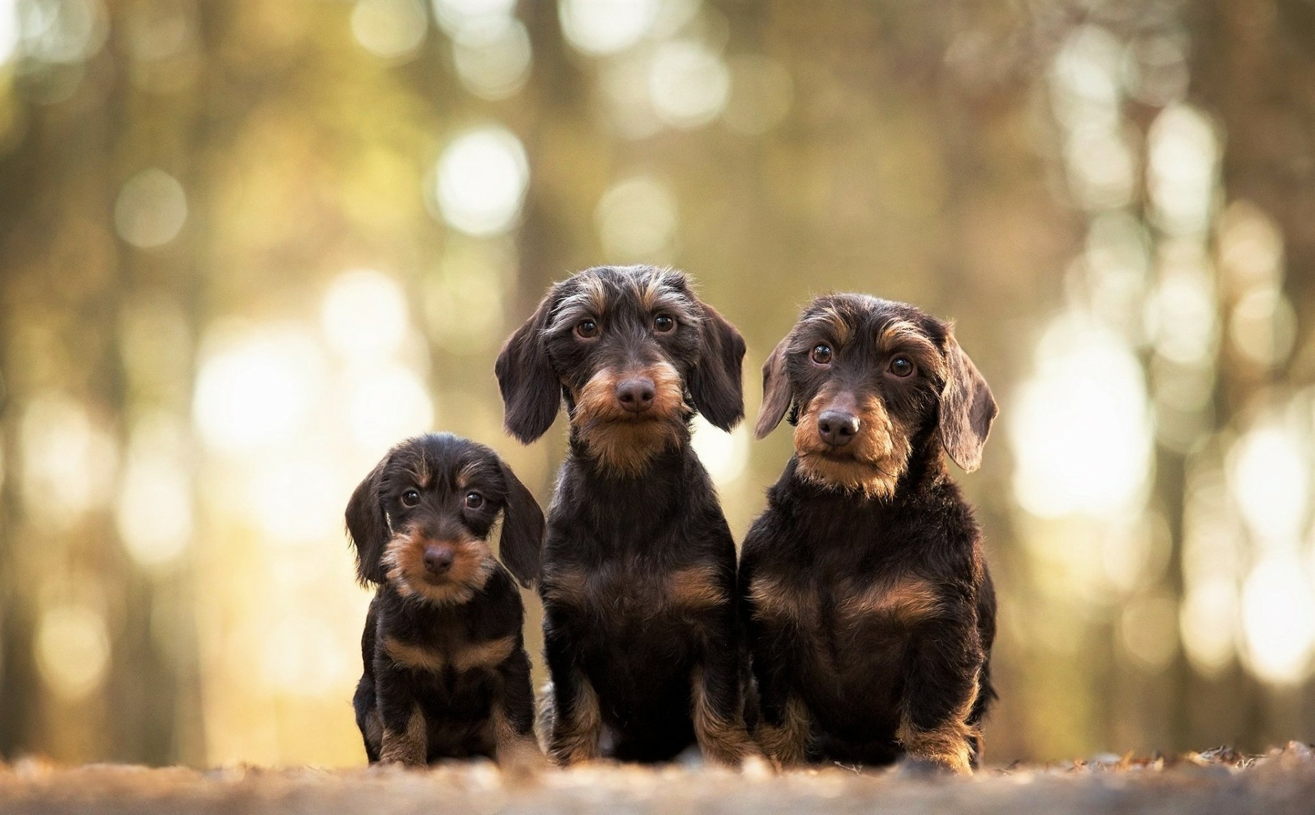 Three wirehaired dachshund puppies sit in warm bokeh forest light — cute baby animals and dogs, HD PC desktop wallpaper/background.