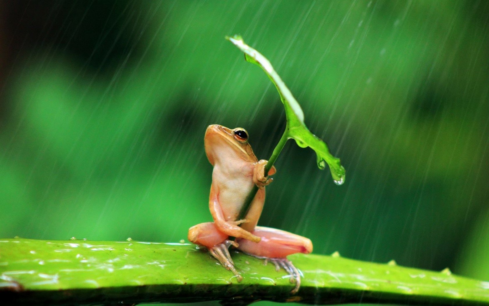 青蛙在雨中打着伞插画图片素材_ID:163290047-Veer图库
