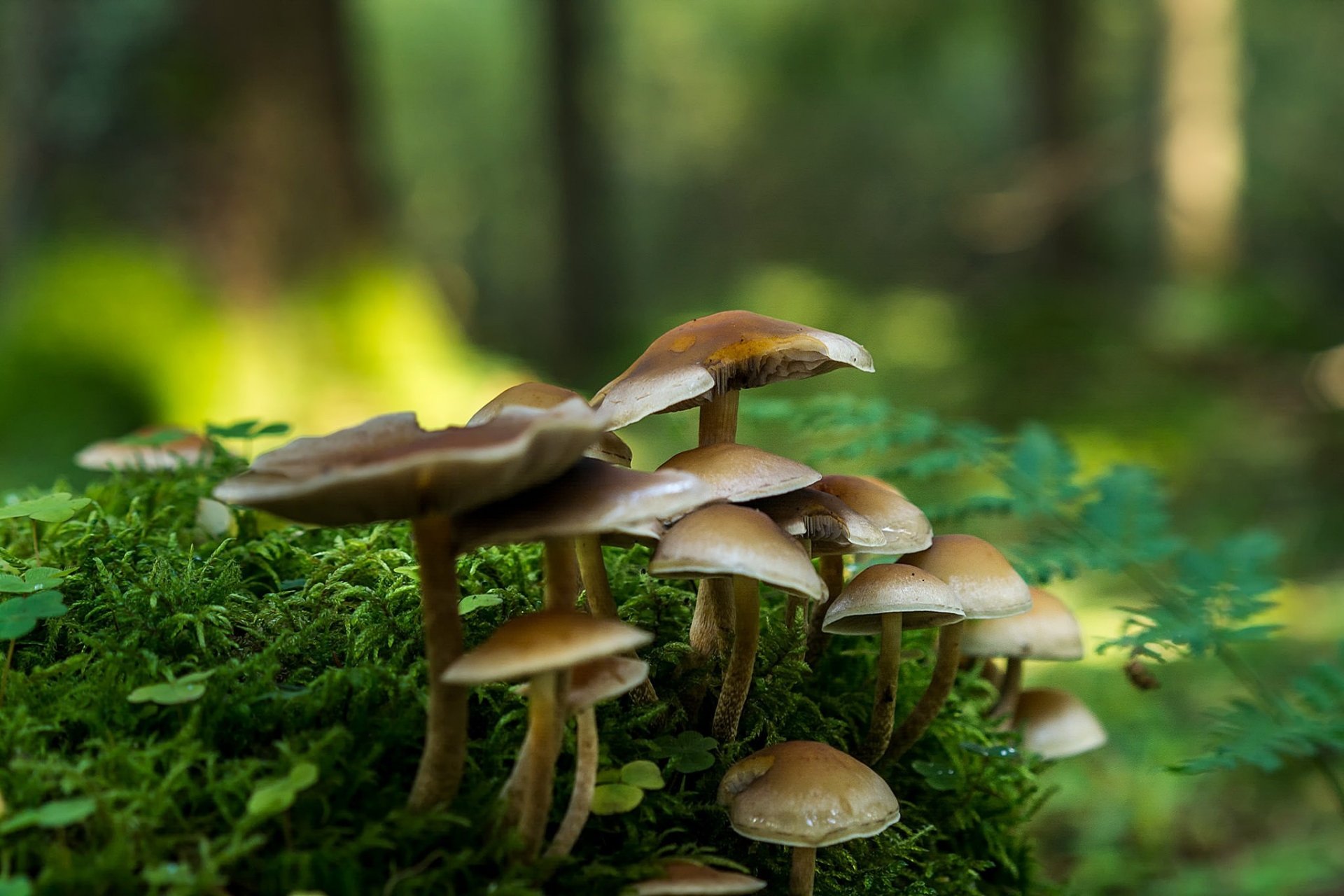 Mushroom HD Wallpaper | Background Image | 2048x1365